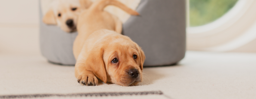 Labrador puppies climbing out of a grey puppy bed