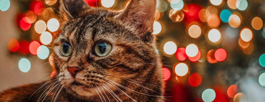 Tabby cat in front of the christmas tree