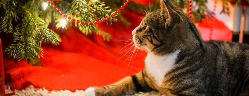 Cat looking at the Christmas tree