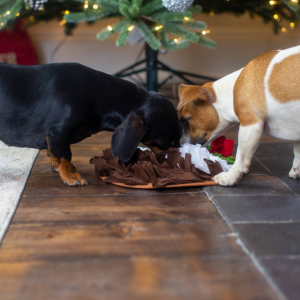 Dachshund and jack russel using a christmas pudding shape snuggle mat