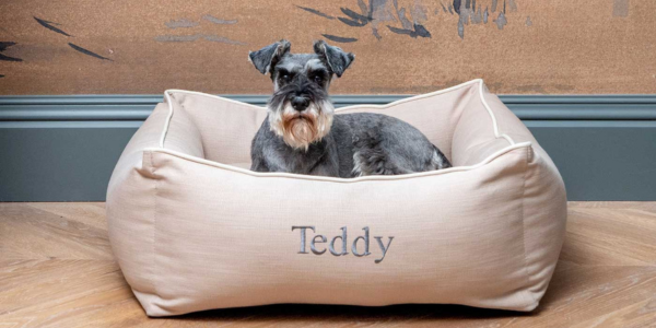 Miniature schnauzer in a savanna oatmeal box bed