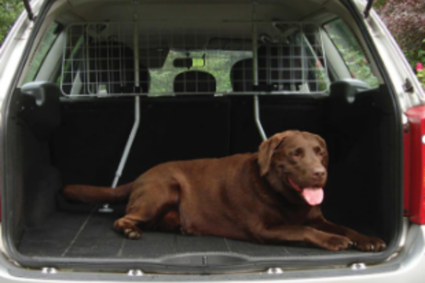 Brown labrador in the boot of a car