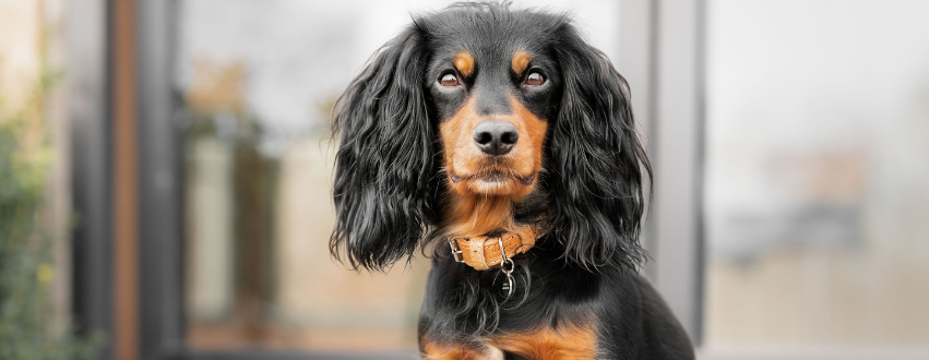 Spaniel wearing a leather collar