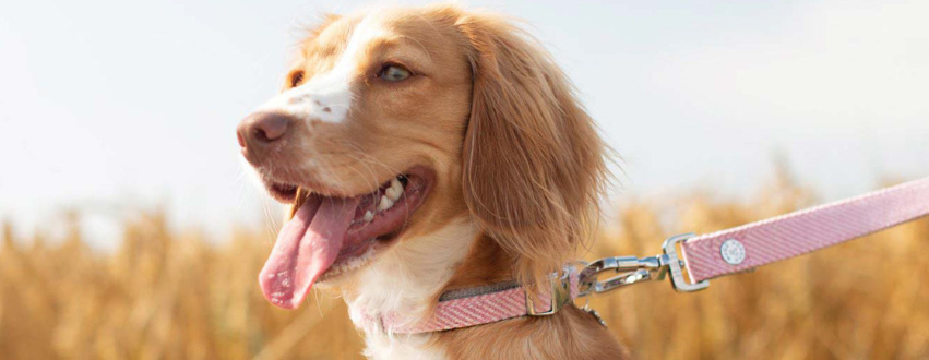 Cocker Spaniel wearing a pink collar and lead