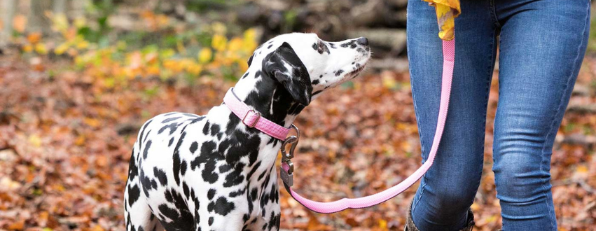 Dalmatian on a walk wearing a pink collar and harness