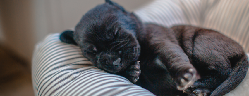 Black labrador puppy sleeping