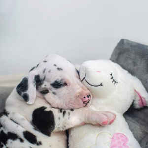 Black and white great dane puppy cuddling a heartbeat sheep comforter toy