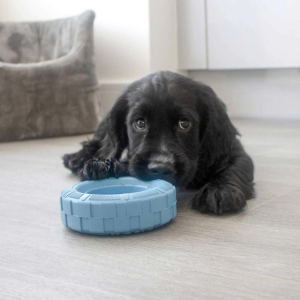 Black cocker spaniel puppy playing with a blue tire toy