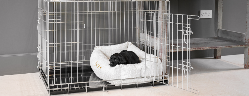 Black labrador puppy sleeping in a crate