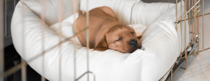 Fox red labrador puppy sleeping in a cosy neutral puppy bed