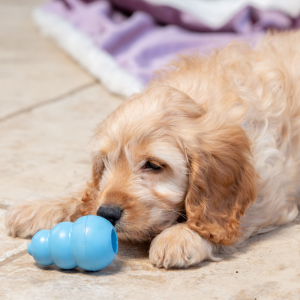 Apricot cocker Spaniel puppy playing with a blue puppy toy