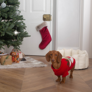 Dachshund wearing a red christmas jumper