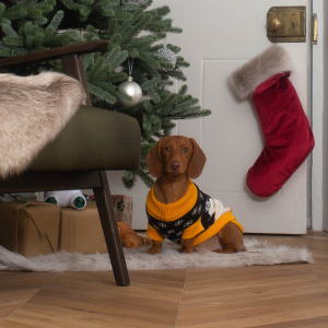 Dachshund wearing a yellow and black christmas jumper