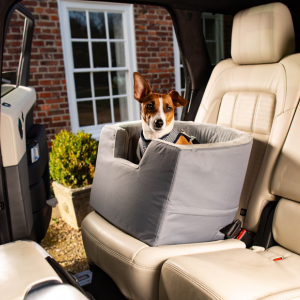 Jack Russell in a grey booster seat