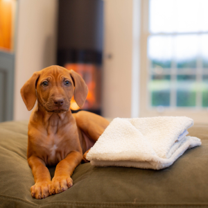 Ridgeback puppy laid on a green sofa next to a scent blanket