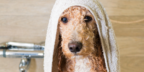 Curly Haired dog being groomed