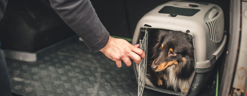 Dog in a travel crate in the boot of a car
