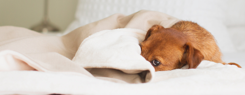 Norjack terrier burrowed underneath a dog blanket