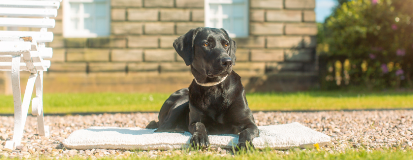 A labrador laid in the sun