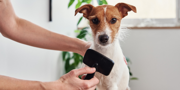 Jack Russel being groomed