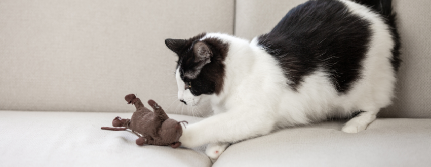 black and white cat playing with their favourite toy