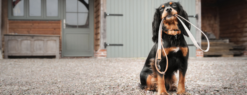 Spaniel holding a collar and lead