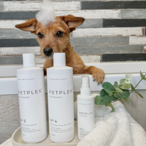Norjack puppy with petplex dog shampoo