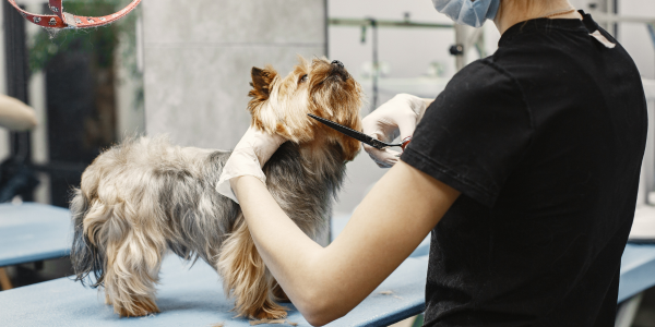 Yorkshire terrier being groomed