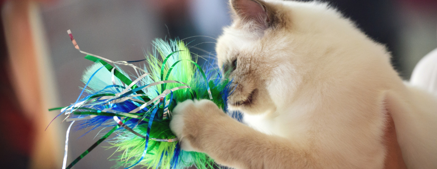 white cat playing with blue and green feather cat toy
