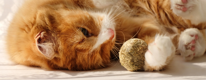 ginger cat with catnip