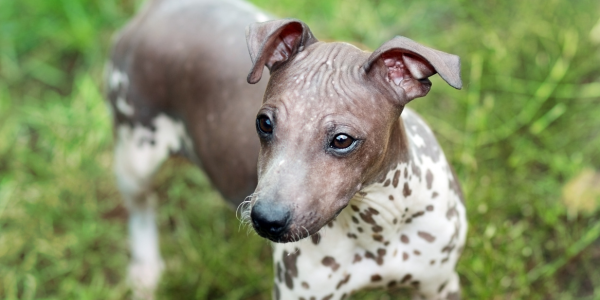 Hairless dog