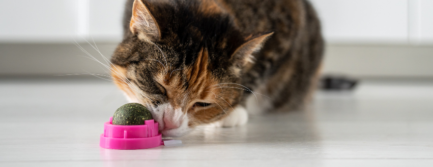 Cat licking a catnip toy