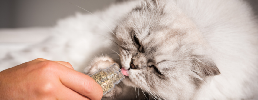 Cat licking catnip