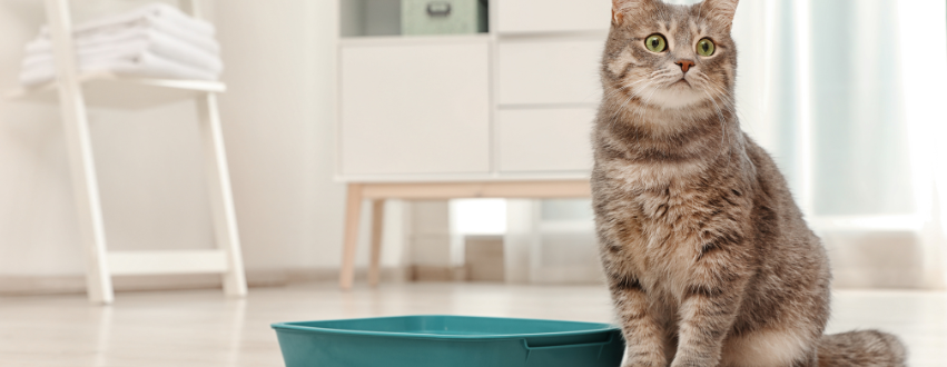 Tabby cat stood next to litter tray