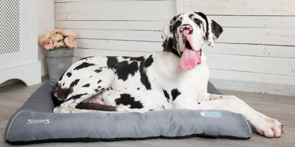 Great dane on a cooling dog bed