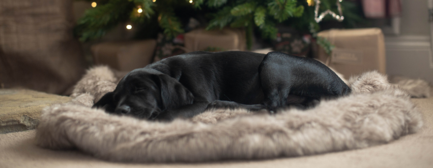 Black labrador laid in a faux fur blanket