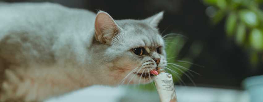Cat licking a cat treat
