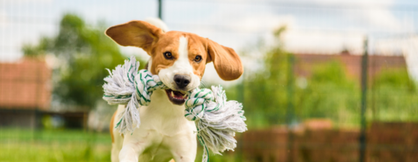 Beagle puppy playing with a rope toy