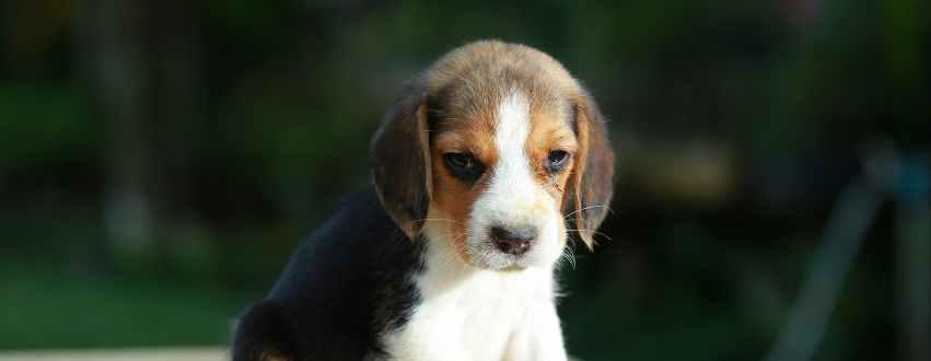 Beagle Puppy