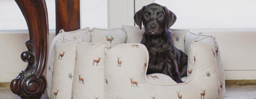 Black labrador puppy in a woodlands high wall bed
