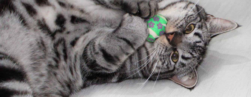 British shorthair cat playing with a green ball