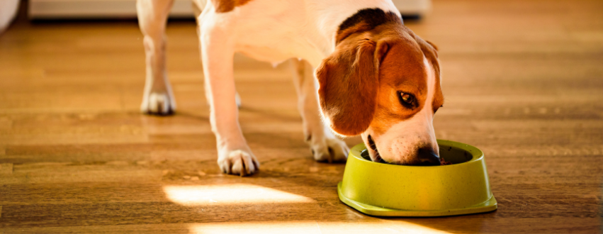 Beagle eating hot food from a green plastic bowl