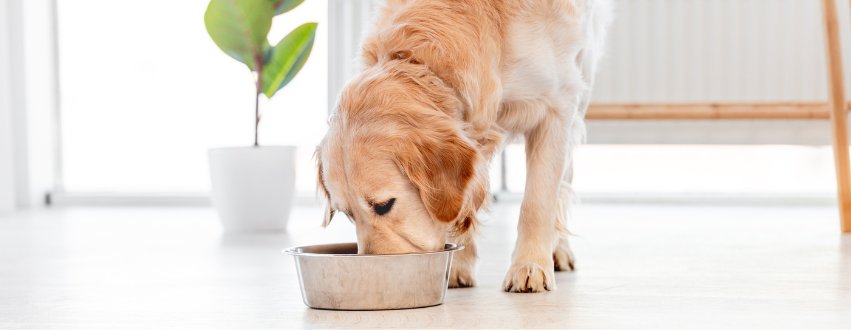 Dog eating hot food from a metal bowl