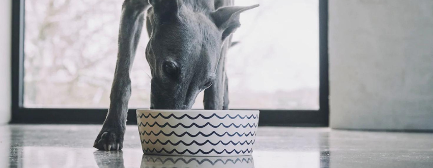 Dog eating from a bowl