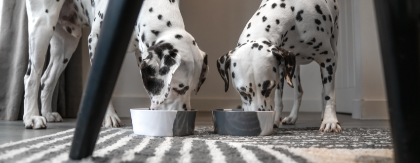 Dalmatians eating from a ceramic bowl