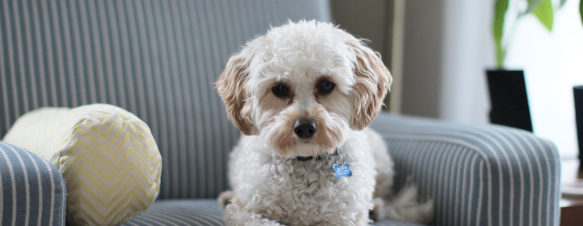 Cavapoo puppy