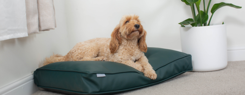 Golden cockapoo laid on a green faux leather cushion