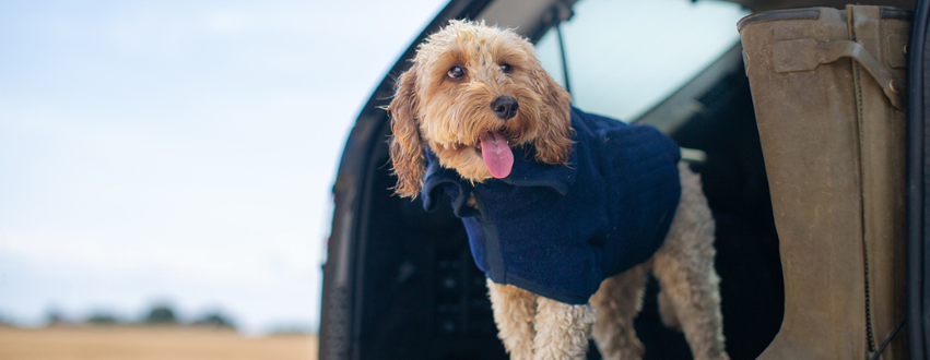 Golden cockapoo in the boot of a car wearing a navy dog drying coat