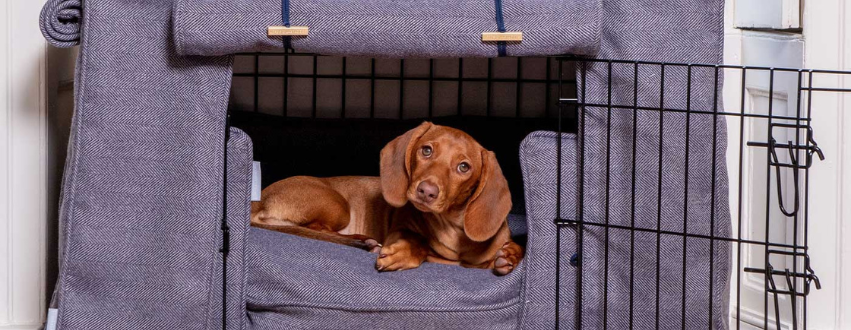 Dachshund in a dog crate