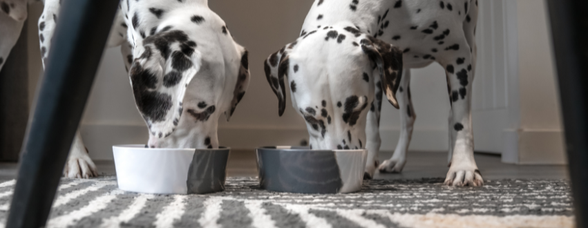 Two dalmatians eating from a bowl